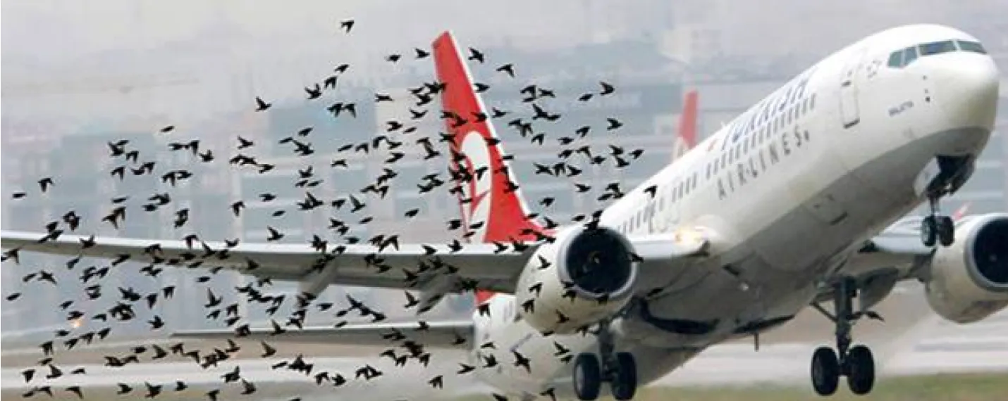  Bird Strike بر ایمنی پرواز چه تأثیری دارد؟