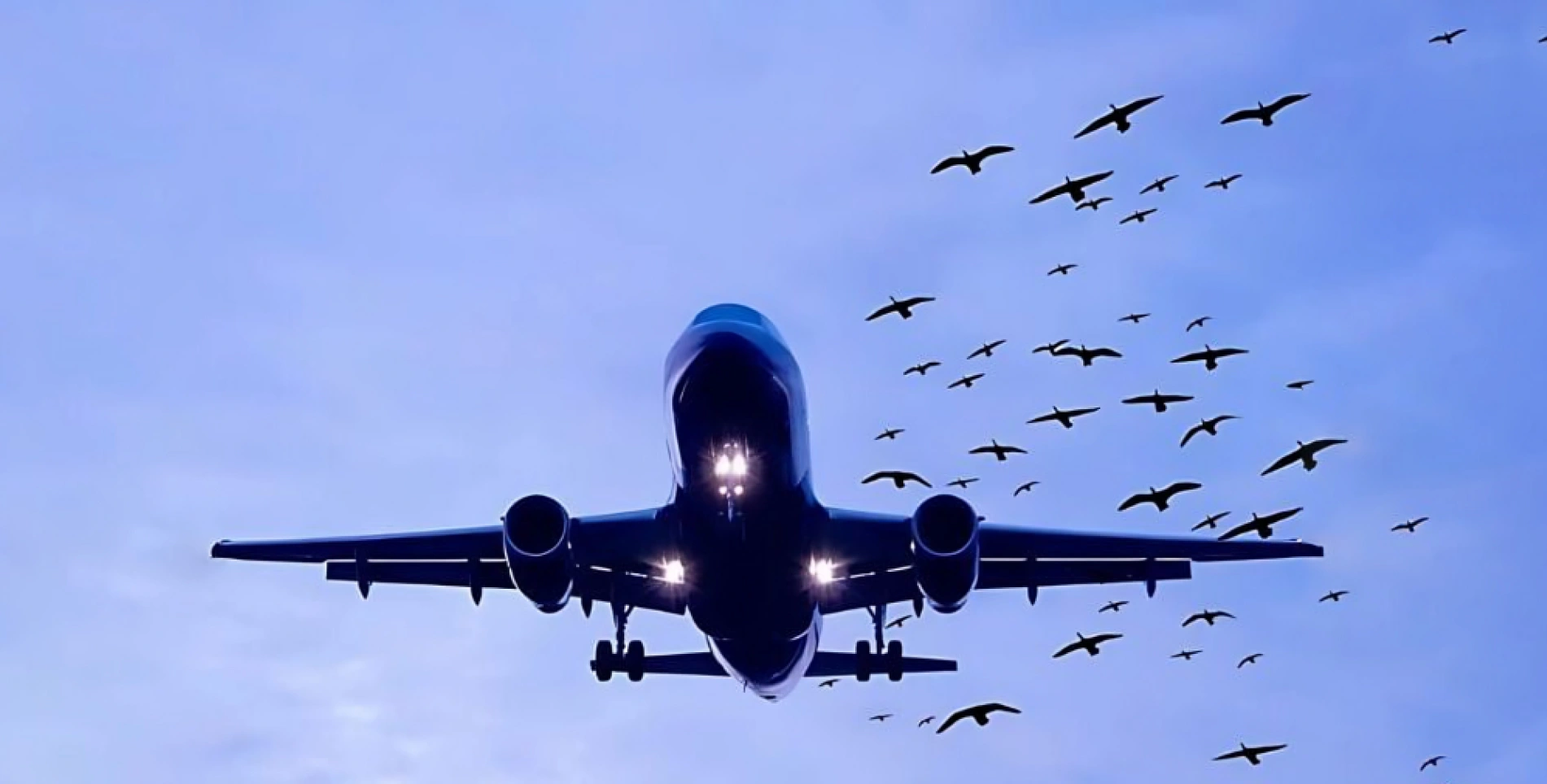 Bird Strike یا برخورد پرندگان با هواپیما در پرواز