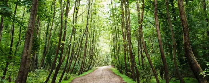 چمستان از جاهای دیدنی ایران در تابستان